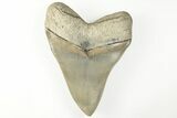 Exceptional, Fossil Megalodon Tooth - Aurora, North Carolina #203563-2